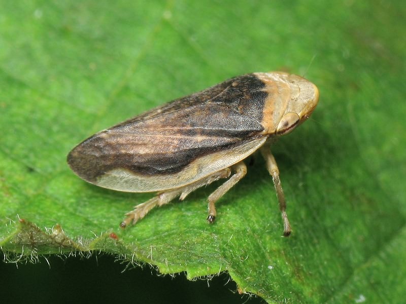 Auchenorrhyncha